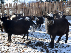 Olomoucká zoo zvelebila jeden z nejoblíbenějších výběhů. Apeluje i na správné chování ke kozám