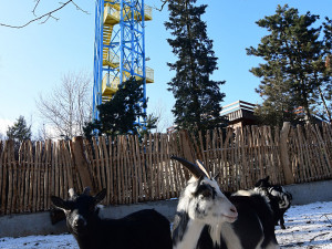 Olomoucká zoo zvelebila jeden z nejoblíbenějších výběhů. Apeluje i na správné chování ke kozám