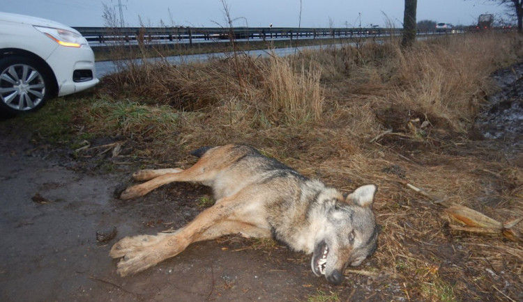 Nedaleko Olšan u Prostějova byl nalezen mrtvý vlk. Šelmu asi srazilo auto