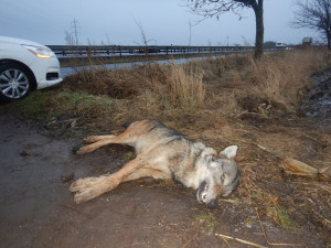 Nedaleko Olšan u Prostějova byl nalezen mrtvý vlk. Šelmu asi srazilo auto
