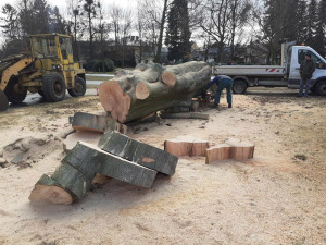 Mohutný buk u litovelského gymnázia padl. Nemocný strom nahradí lípa velkolistá