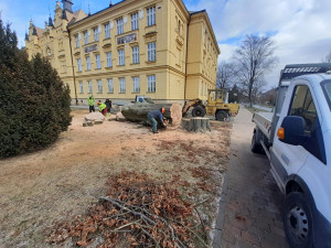 Kácení buku lesního u Gymnázia Jana Opletala v Litovli