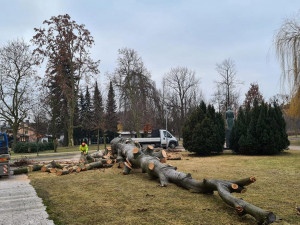 Kácení buku lesního u Gymnázia Jana Opletala v Litovli