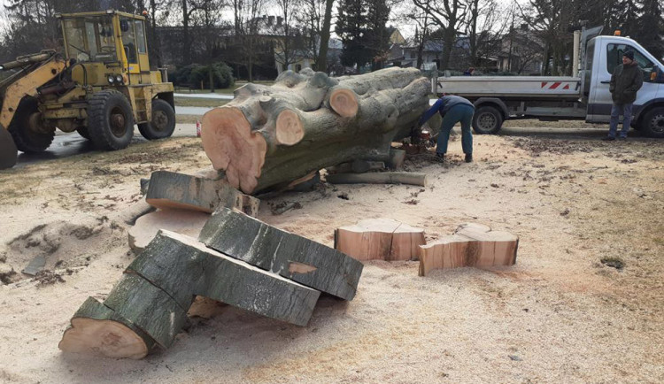 Kácení buku lesního u Gymnázia Jana Opletala v Litovli