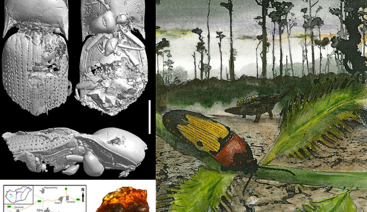 Mikro-CT model a umělecká rekonstrukce kovaříka Ajkaelater merkli z maďarského druhohorního jantaru