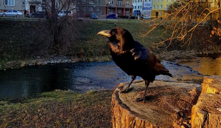 Krotký krkavec se stal v Olomouci celebritou. V parcích lidem ochotně pózuje