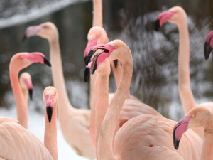 Chovatelé kontrolovali plameňáky. Někteří v zoo žijí od založení chovu v roce 1978