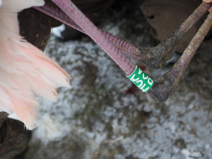 Chovatelé kontrolovali plameňáky. Někteří v zoo žijí od založení chovu v roce 1978