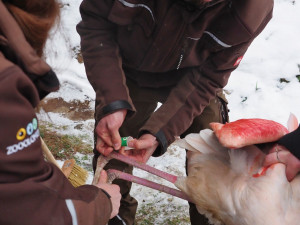 Chovatelé kontrolovali plameňáky. Někteří v zoo žijí od založení chovu v roce 1978