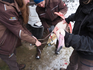 Chovatelé kontrolovali plameňáky. Někteří v zoo žijí od založení chovu v roce 1978