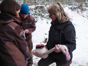 Chovatelé kontrolovali plameňáky. Někteří v zoo žijí od založení chovu v roce 1978