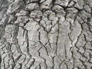 FOTOGALERIE: Dubové stromořadí na hrázi prostějovského rybníka je v anketě Alej roku první v kraji