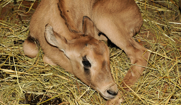 Porod číslo 334, stádo oryxů se rozrostlo. Zoo Olomouc chová pouštní antilopy téměř půl století