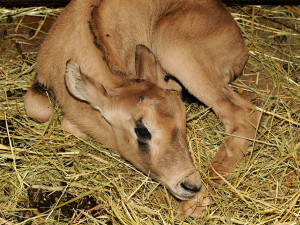 Porod číslo 334, stádo oryxů se rozrostlo. Zoo Olomouc chová pouštní antilopy téměř půl století