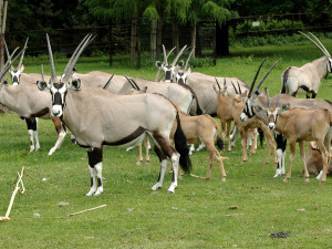 Stádo oryxů je mimo zimoviště zpravidla od května do října
