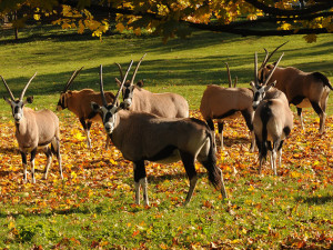 Stádo oryxů je mimo zimoviště zpravidla od května do října