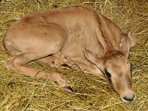 Mládě oryxe jihoafrického v Zoo Olomouc