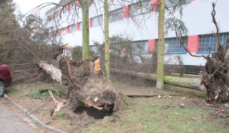 V Přerově je v havarijním stavu přes stovku stromů. Město je chce pokácet