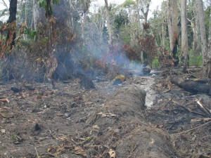 Olomoučtí vědci objevily stovky nových druhů hmyzu. Využily analýzu DNA