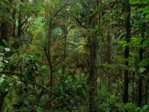 Olomoučtí vědci objevily stovky nových druhů hmyzu. Využily analýzu DNA