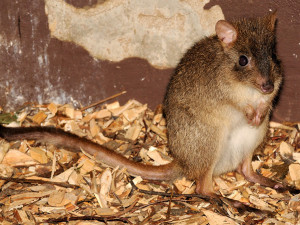 Ve dne noc a naopak. Pavilon netopýrů v Zoo Olomouc prochází rekonstrukcí. Klokánek králíkovitý