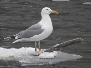 Vodní ptactvo se v zimním období ze zamrzlých rybníků přesouvá také na řeky ve městech