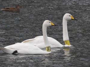 Vodní ptactvo se v zimním období ze zamrzlých rybníků přesouvá také na řeky ve městech
