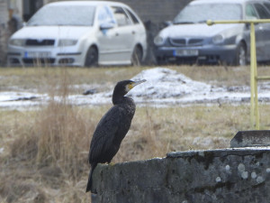 Vodní ptactvo se v zimním období ze zamrzlých rybníků přesouvá také na řeky ve městech. Kormorán velký