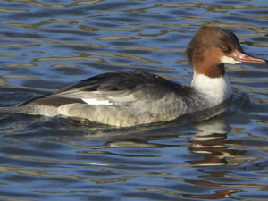 Vodní ptactvo se v zimním období ze zamrzlých rybníků přesouvá také na řeky ve městech