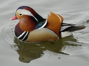 Velký počet morčáků svědčí, že na Bečvě je po ekologické havárii dostatek ryb