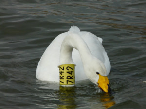 Velký počet morčáků svědčí, že na Bečvě je po ekologické havárii dostatek ryb