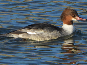 Velký počet morčáků svědčí, že na Bečvě je po ekologické havárii dostatek ryb