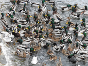Velký počet morčáků svědčí, že na Bečvě je po ekologické havárii dostatek ryb