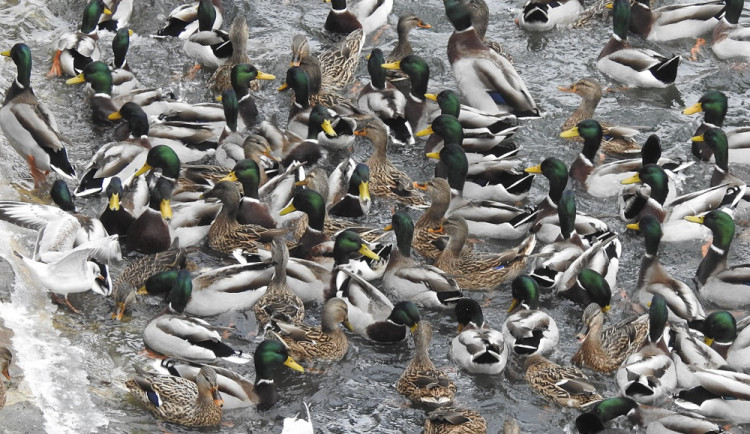 Vodní ptactvo se v zimním období ze zamrzlých rybníků přesouvá také na řeky ve městech