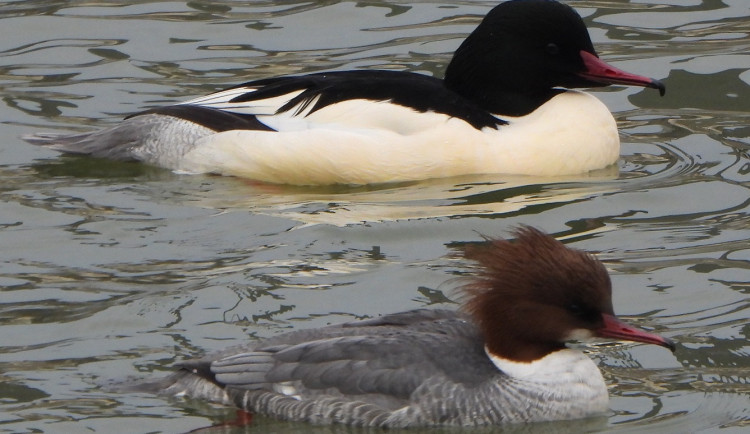 Velký počet morčáků svědčí, že na Bečvě je po ekologické havárii dostatek ryb