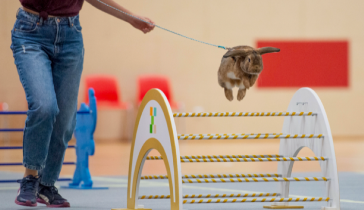FOTOGALERIE: Hop, hop, hop. V Prostějově soutěžila třicítka králíků o titul mistra republiky