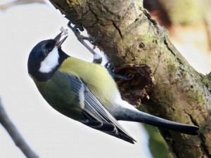 Napadené stromy volají na pomoc ptáky a dravý hmyz, zjistili vědci z Česka a Německa