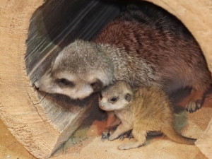 Dárci loni věnovali olomoucké zoo rekordních 7,5 milionu. Na surikaty, vlky i plameňáky