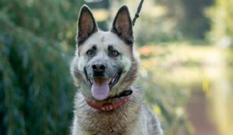 HLEDÁME PÁNÍČKA: Najdou čtyři spolehliví pejsci z útulku Voříšek nový domov?