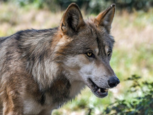 DNA analýza vlka sraženého u Olšan: po lovu v Bavorsku putoval stovky kilometrů na Hanou