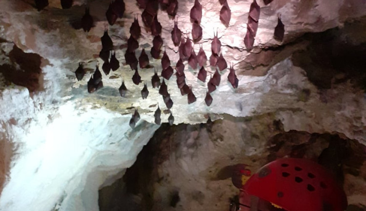 Počty netopýrů jsou v Javoříčských jeskyních rekordní. Svědčí jim teplo