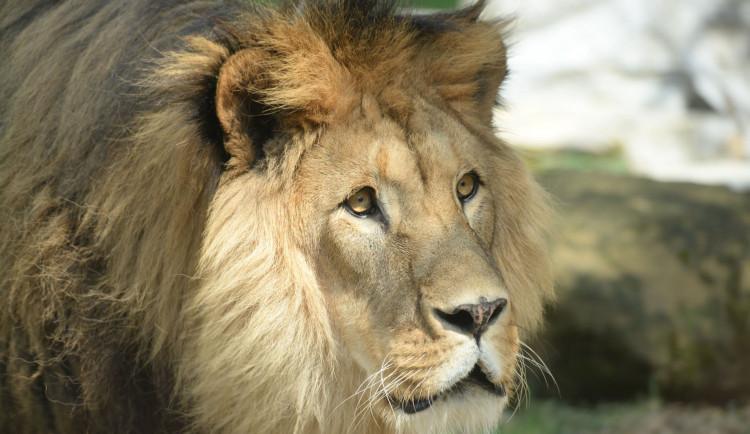 FOTOGALERIE: Olomoucká zoo teskní. Po sedmnácti letech uhynul rekordman, lev Šimon