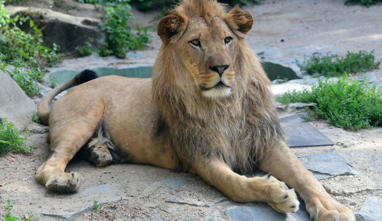 Chov pokračuje. Potomek uhynulého lva Šimona bude mít novou partnerku, samici ze Švýcarska