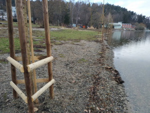 FOTOGALERIE: Na pláž U vrbiček na Plumlovské přehradě se vrátilo stromořadí vrb