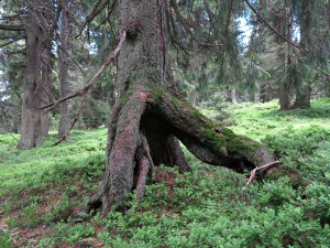 Chůdovité kořeny smrku v mládí vyrůstajícího na ležícím dřevě, který určitě nevysadil člověk.