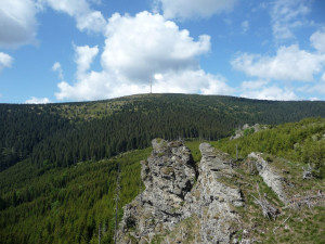 Horské smrčiny pod vrcholem Pradědu