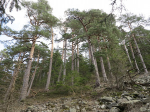 Nejstarší enkláva borovice lesní na Suchém vrchu
