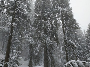 V Jeseníkách vědci objevili smrk, který má více než pět set let. Možná jsou tam stromy ještě starší