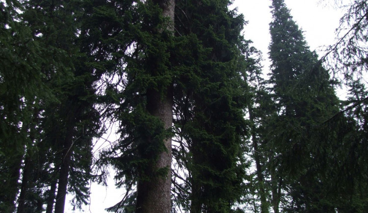 Nejstarší smrk v Jeseníkách