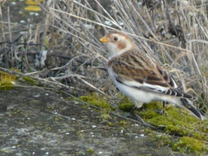 Na střední Moravě se začala objevovat vzácná sněhule severní. Hejna táhnou na sever Evropy